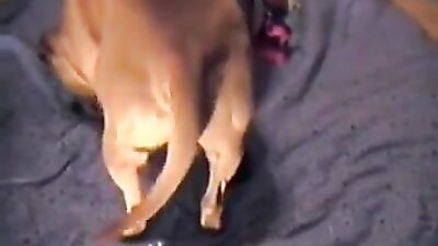 Zoo sex video: bestiality dog cock