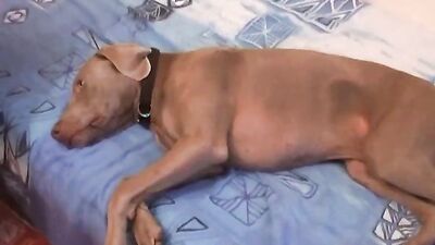Zoo dog sex: zoo porno video mom