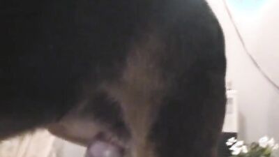 Bestiality sex id: dog porn guy