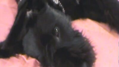 Dog porn: zoo porn top