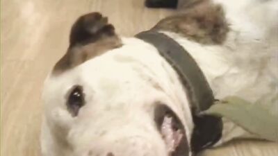 Dog fuck girl: a schoolgirl has sex with a dog