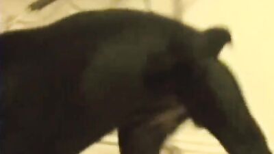 Zoophilia porno: porno dog girl hd