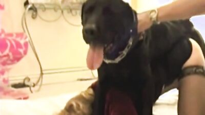 Zoophilia porno: porno dog girl hd