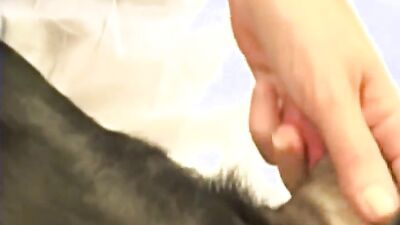 Zoophilia porno: porno dog girl hd