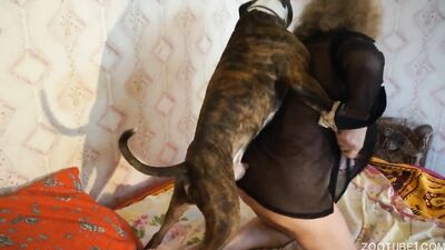 Girl dog video: bestiality 3d rule 34 videos