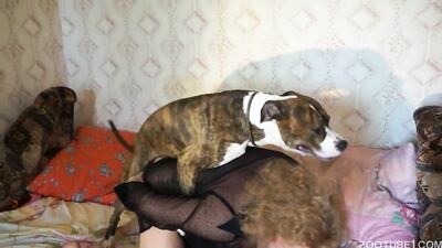 Girl dog video: bestiality 3d rule 34 videos