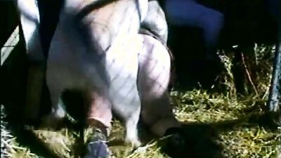 New zoo porn: smile dog porn