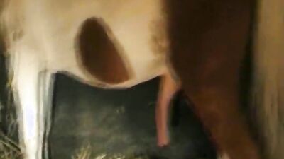 Animal porno: animal sex film