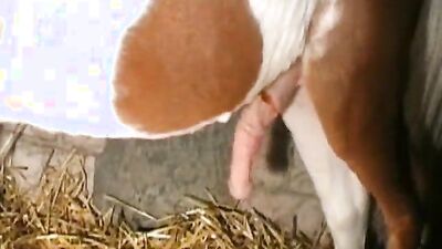 Animal porno: animal sex film