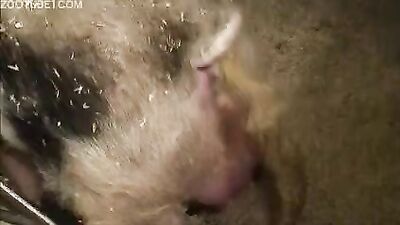 Girl cat dog: bestiality creampies