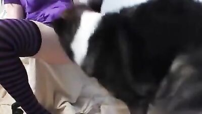 Bestiality horse: 2 dog porn girl