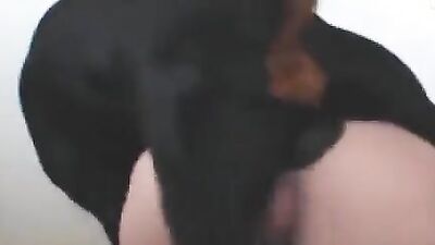 Dog girl porn: porn off zoo