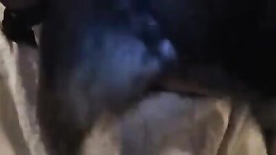 Zoo sex video: ol project dog sex