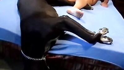 Bestiality horse: zoo porn tube