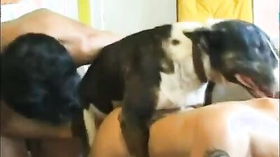 Bestiality: beauty bestiality porn