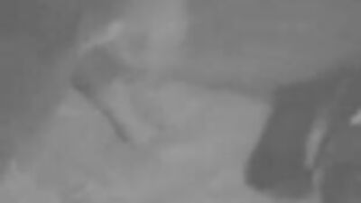 Zoo porno video: girl dog webcam