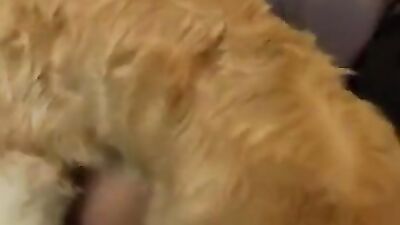 Bestiality porn: zooporno dog and girl compilation vk video