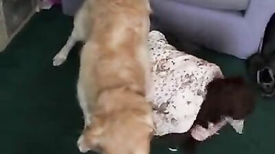 Bestiality porn: zooporno dog and girl compilation vk video