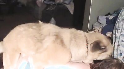 Animal dog sex: https porn animal