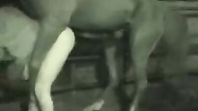 Art of zoo: suck dog cock porn