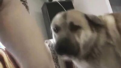 Dog lick girl: animal sex beastiality