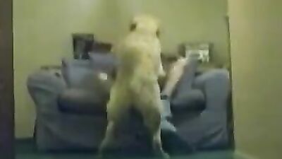 Zoophilia porno: zoo sex hidden cam