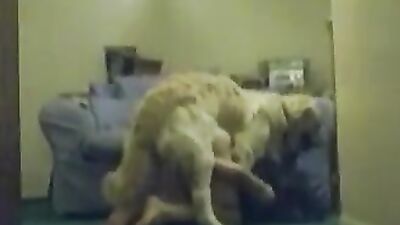 Zoophilia porno: zoo sex hidden cam