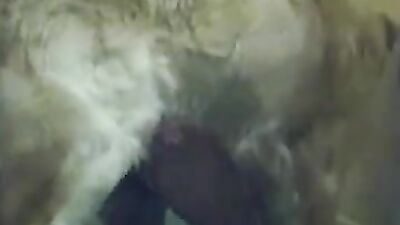 Zoophilia porno: zoo sex hidden cam