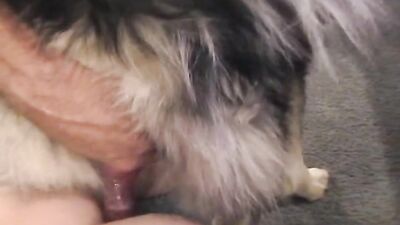 Bestiality: dog pussy porn