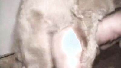 Sex animal's: zoo porn movies
