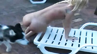 3d dog porn: extreme bestiality sex