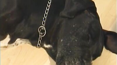 Zoophilia video: mia zoo sex dog alison