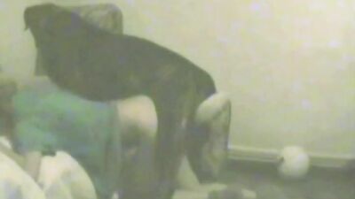 Zoo sex video: redhead dog porn