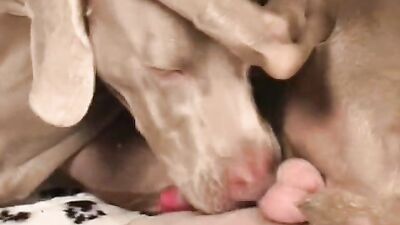 Dog sex: art of zoo porno 2026