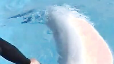 Animal sex porn: bestiality porn sonya
