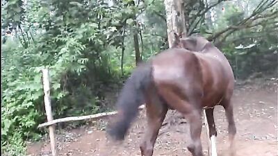 Bestiality: female dog sex