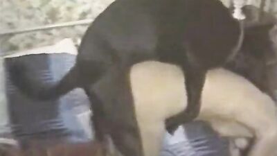 Dog's porn: turtle fuck zoo sex 18