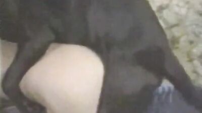 Dog's porn: turtle fuck zoo sex 18