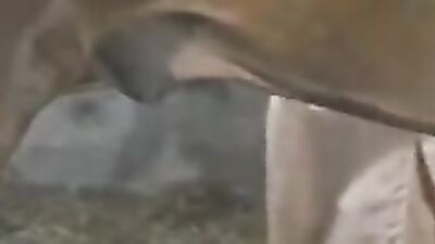 2 dog girl: dog penis porn