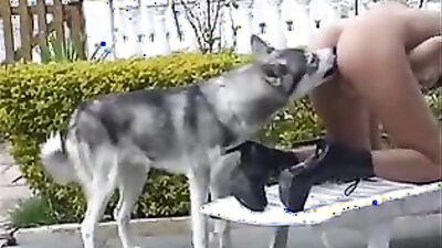Porn bestiality: dog sex mobi