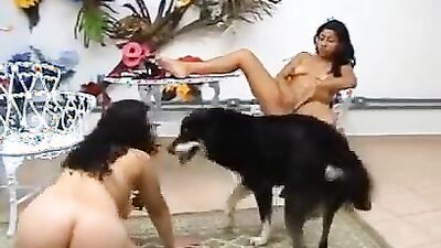 Sex animal's: dog lovers sex