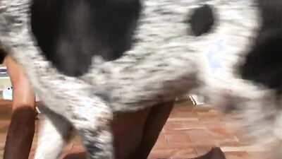 Zoo sex porno: artofzoo sex zoo porno horse
