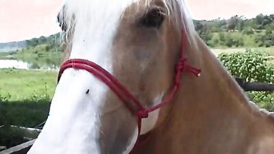 Bestiality video: dog sex porn 2026