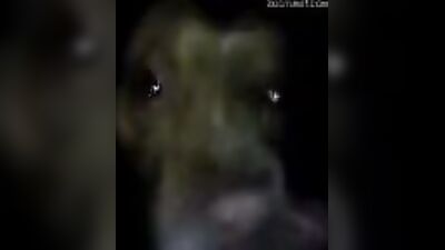 Dog sex video: zoo 2 porn