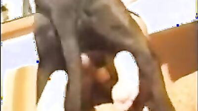 Zoo sex porno: wilma dog sex