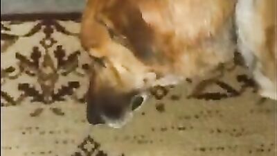 Best dog girl: dogs girl ru