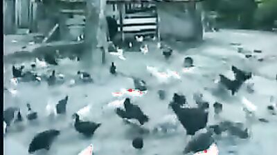 Dog porn video: zoo horses porno video