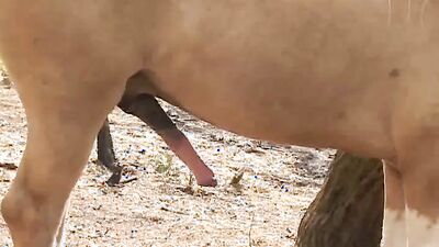 Bestiality sex: home skinny zoo compilation video