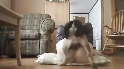 Dog porn video: asian ladyboy zoo porn