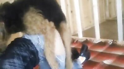 Dog porn video: asian ladyboy zoo porn
